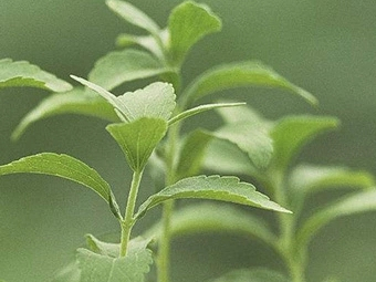  extrait de plante stevia