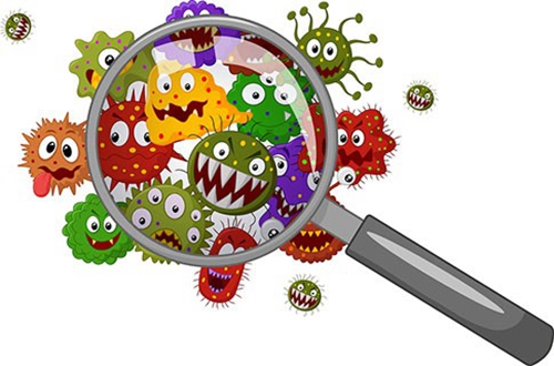 Trois types de micro-organismes qui causent la détérioration des aliments