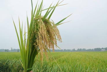 débloquer la diversité génétique du riz pour la sécurité alimentaire