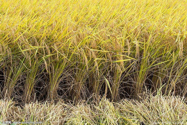 chercheurs chinois trouvent un gène qui augmente les rendements de riz dans un sol salin
