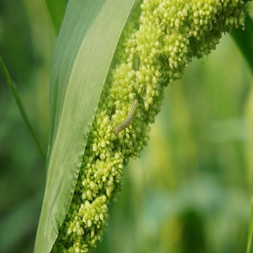 application de fipronil